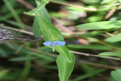Commelina diffusa
